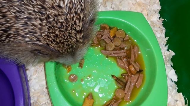 2021 Ёжик Пушистик