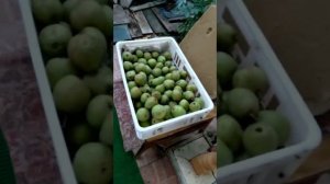 Сбор урожая груш