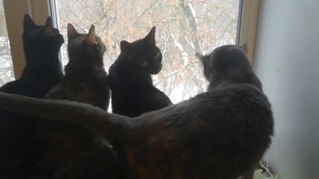 Котики Приюта ждут весну.... и своих мам! 🙏🙏🙏 смотреть онлайн
