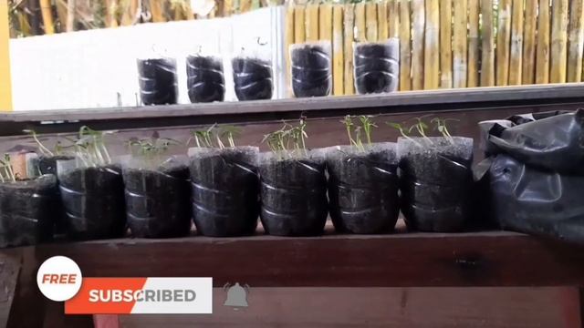 plant paprika seeds at home смотреть онлайн