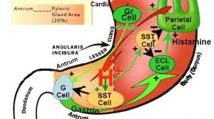 Сазонов С.В. 31. Дно желудка