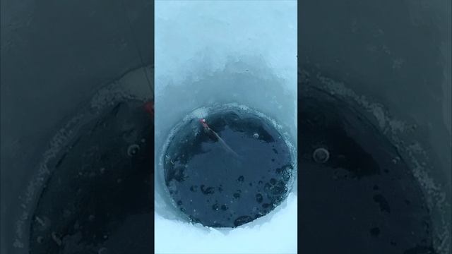 а вы такое ловили?