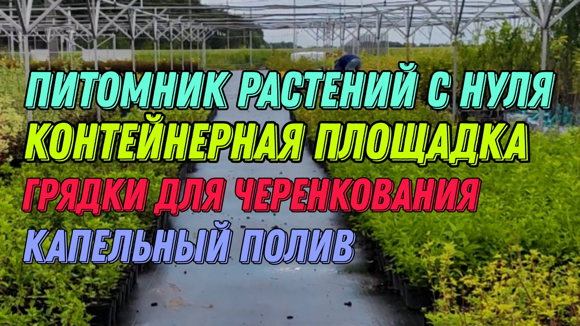 Питомник растений с нуля. Контейнерная площадка. Грядки для черенкования. Капельный полив. смотреть онлайн