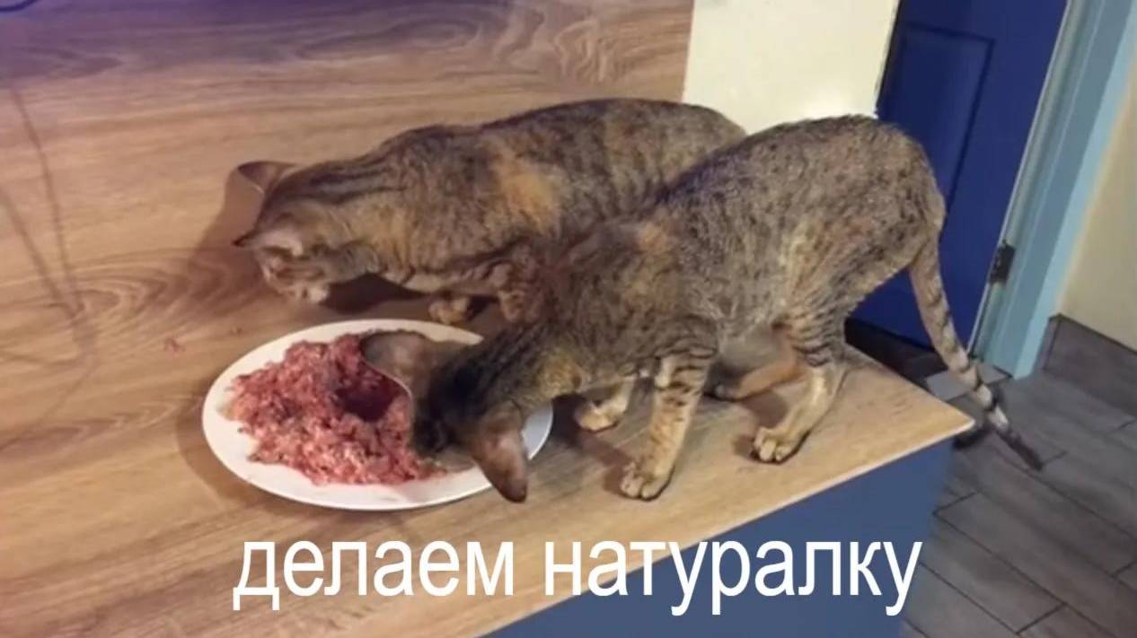 Делаем натуральный корм для кошек своими руками смотреть онлайн