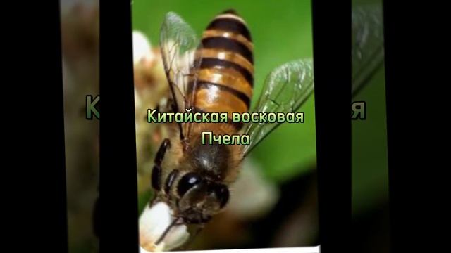 животные из красной книги часть 10 смотреть онлайн