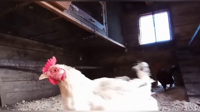 Воскресный день смотреть онлайн