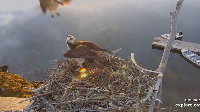Girl, it takes two to tango... Audubon Boathouse Nest 2020 04 25 смотреть онлайн