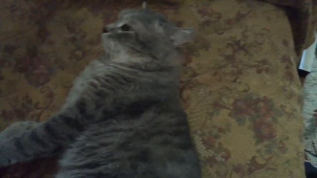 Кот Тишка смотреть онлайн