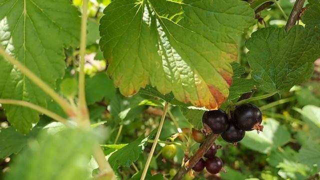 293 ОТ ОДНОЙ И ТОЙ ЖЕ ОВЦЫ РОДЯТСЯ И БЕЛЫЕ, И ЧЕРНЫЕ ЯГНЯТА смотреть онлайн