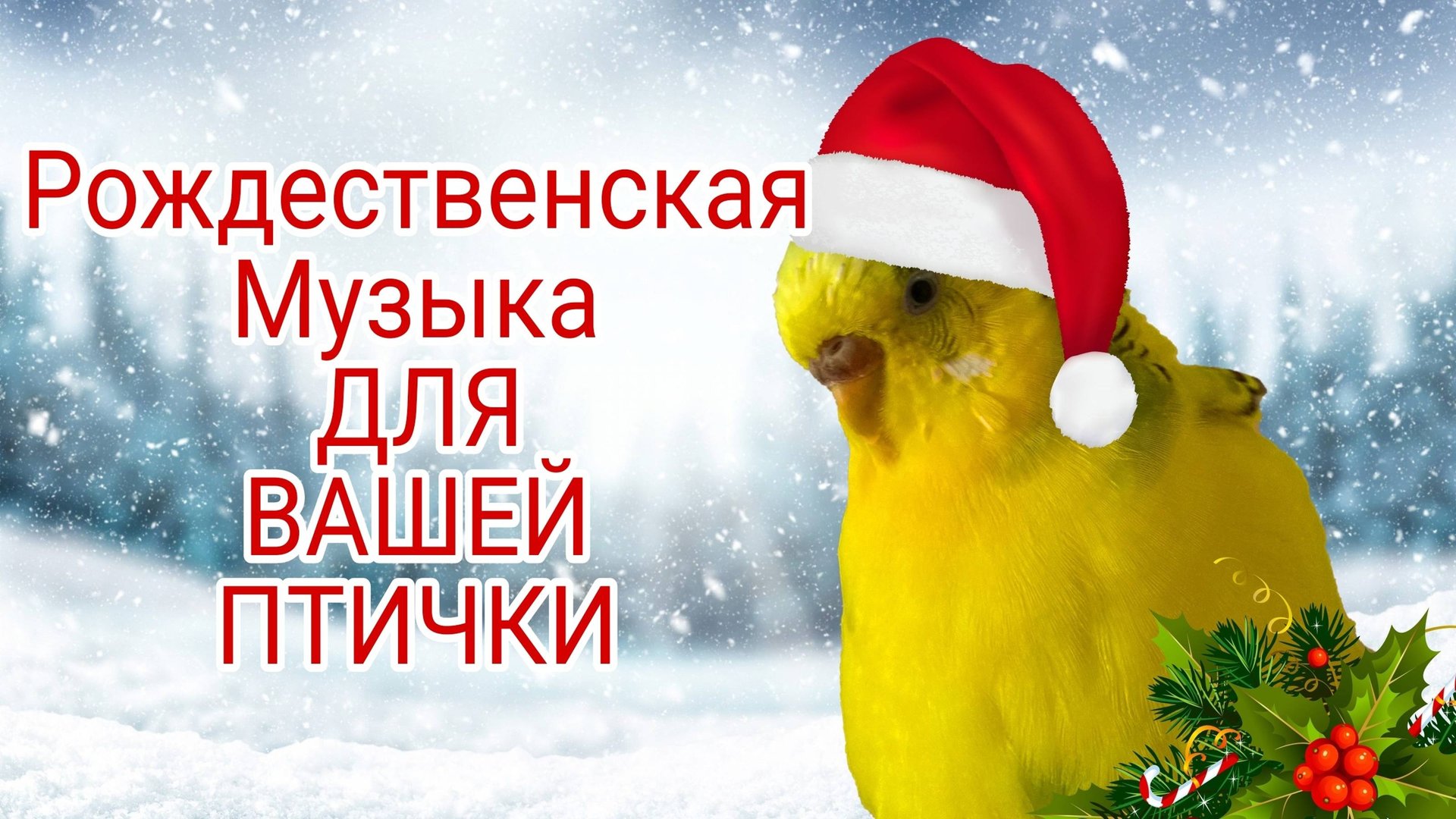 РОЖДЕСТВЕНСКИЕ ЗВУКИ ВОЛНИСТЫХ ПОПУГАЕВ! 1 ЧАС ВЕСЕЛОГО НОВОГОДНЕГО ПЕНИЯ ПОПУГАЕВ! смотреть онлайн