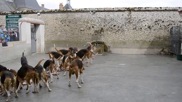 Замок Шеверни (фр. château de Cheverny). Псарня. смотреть онлайн