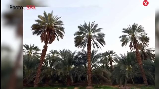 world news with rahi hijazi | afghanistan news | hajj 2022 | smart hajj | sri lanka news today hind смотреть онлайн