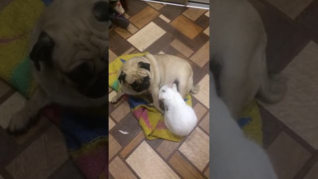 Кошка сосет Тятьку у соберут ☺️☺️☺️ смотреть онлайн