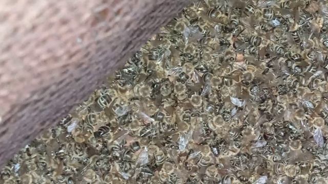 Гибель пчёл в Подмосковье. Пчеловодство. Почему гибнут пчёлы. Видео - 2