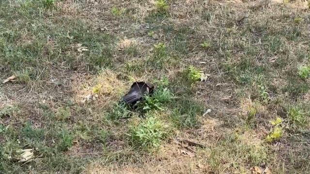 В Кривом Роге живодер прямо с балкона отстреливает ворон смотреть онлайн