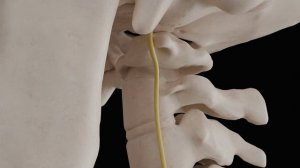 Атлант первый шейный позвонок и коррекция атланта по методу Смолякова