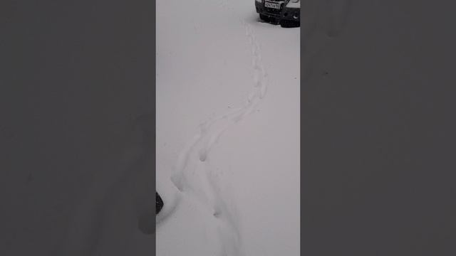 НА РАЗБОРКЕ АТМОСФЕРА СВОЯ #automobile #кириллов #газель #уаз #авторазбор #автоблог #automechanic смотреть онлайн