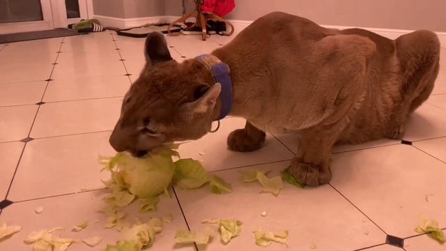 Пума Лондон стрижёт капусту смотреть онлайн