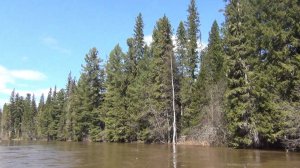 Жизнь Отшельника в ДЕВСТВЕННОЙ ТАЙГЕ 2024 Рудиковка 12ма 20 Рыбалка Охота Поход Медведь Один в Лесу