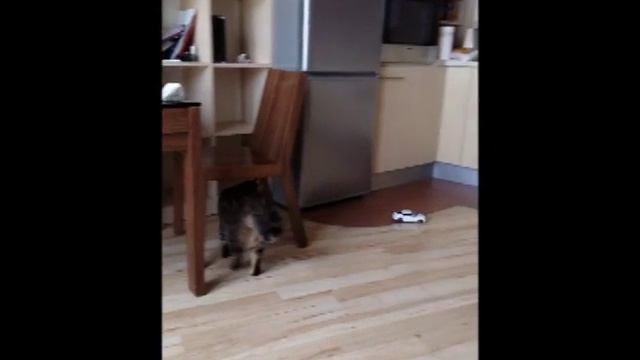 Кот Василий. Итоги года 2015 (Cat Vasiliy. Resume 2015) смотреть онлайн