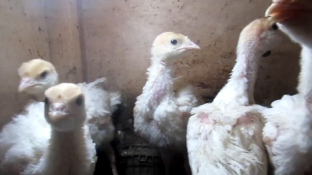 пропаиваем индюшат витаминами Аквадетрим в птицеводстве выращиваем индюшат мои индюшата смотреть онлайн