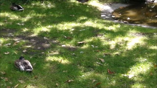 Птицы в парке смотреть онлайн