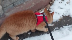 Классное видео о рыжем коте.