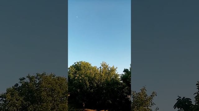 Птица лимонного цвета. смотреть онлайн