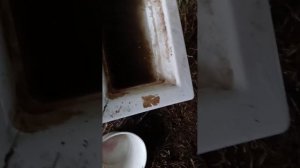 Даша обслуживает зимнюю поилку для телят