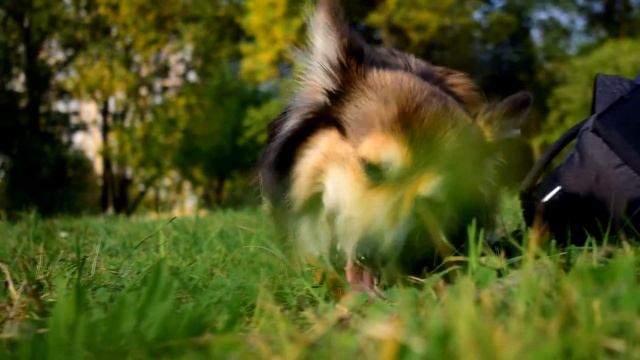 Фильм об одной собаке смотреть онлайн