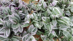 Как из одного черенка традесканций вырастить шикарное ампельное растения.Когда прищипнуть и обрезать