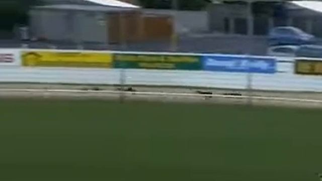 Умная собака