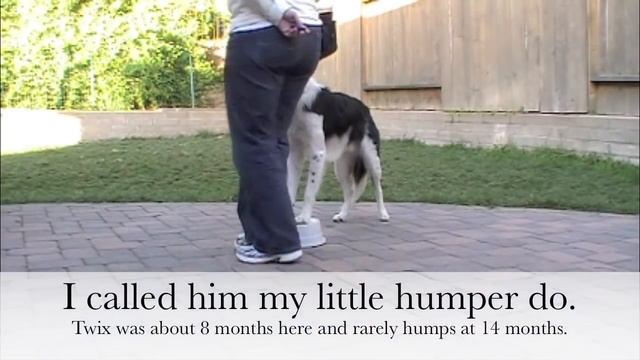 Humping - How To Prevent Humping Using Positive Methods.