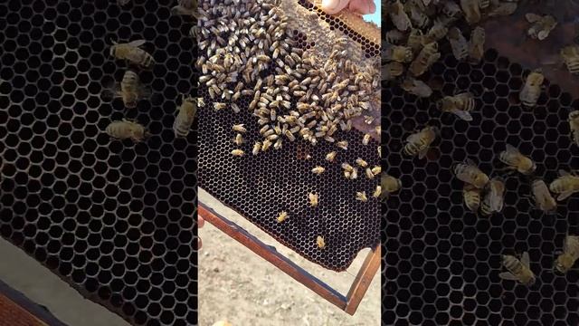 развитие пчелы на 26 марта. смотреть онлайн