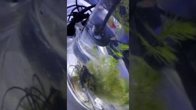 Новый вид гуппи смотреть онлайн