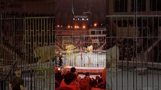 VID-20241223-WA0006 смотреть онлайн