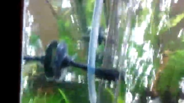 aquarium clear white algea fungus bacteria смотреть онлайн