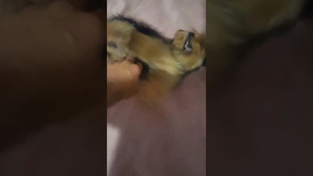 Minha gatinha Yorkshire com quase 6 meses смотреть онлайн