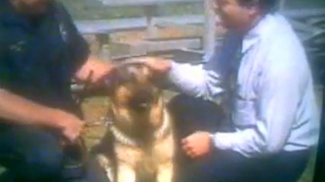 Злая собака полицейский (из Моей любимой передачи ))))