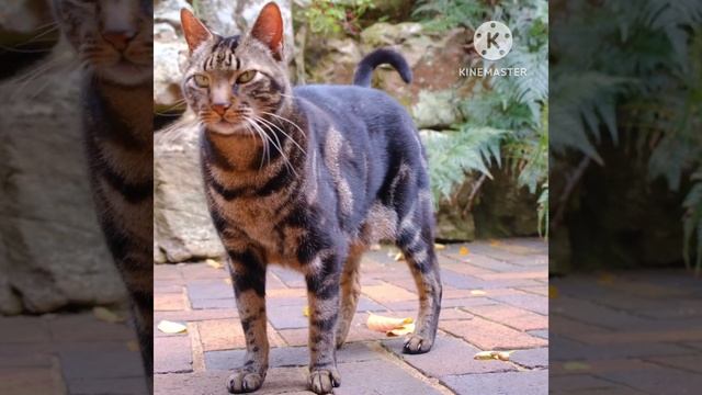 25 milligrams of Cuteness.Free for all смотреть онлайн