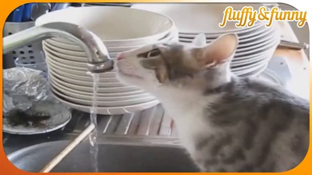 twix vs water, кот Твикс против воды смотреть онлайн