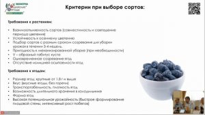 Сорта жимолости канадской и японской селекции