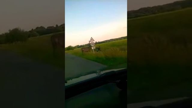 Как прогнать лося смотреть онлайн