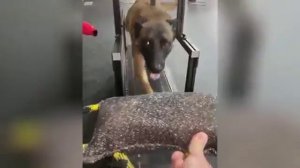 Бельгийская овчарка Малинуа