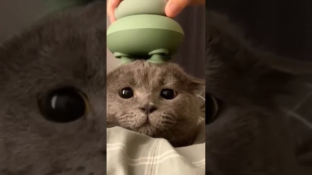 Серый котик #shots #глаза #кот #trending #cat #cute #мило #мем #memes #смешно #funny