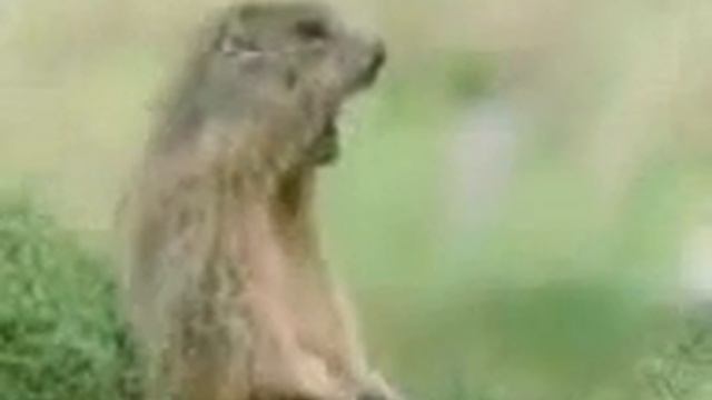 звери жгут! смотреть онлайн