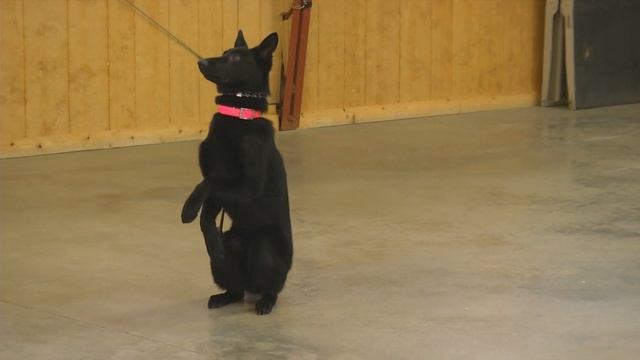 Types Of German Shepherds W/Master Trainer David Harris CEO Protection Dog Sale смотреть онлайн