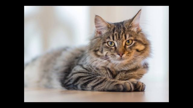 МЯУКАНЬЕ КОШЕК, которое выбесит вашего домашнего питомца! смотреть онлайн