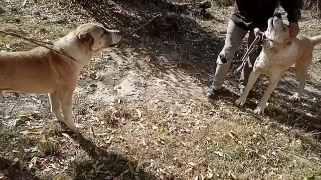 +18_ встреча два большой алабай. Alabai dog another alabai the first time meeting смотреть онлайн