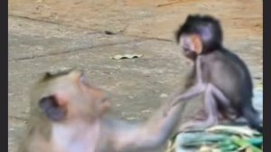 Непоседливый макашонок ч. 2